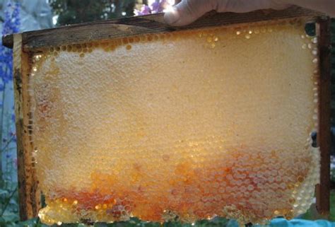 Extracting Honey From Warré Hive Combs
