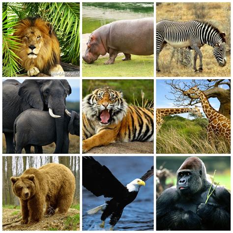 Lista 98 Foto Animales De La Selva Fotos Alta Definición Completa 2k 4k