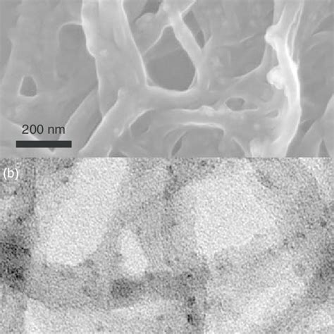 Afm Images Of Modified Carbon Nanotubes In Zero Magnetic Field A And
