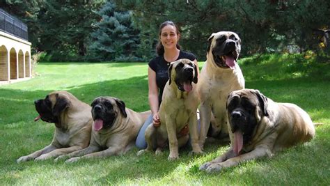 16 Most Popular And Beautiful Types Of Mastiffs The Paws