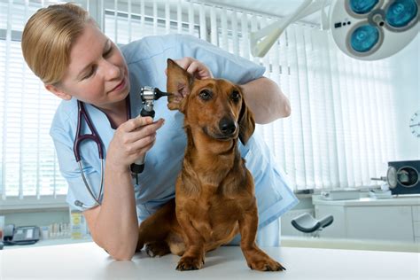 Exames De Rotina Em Cães Medicina Veterinária Infoescola