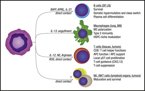Neutrophils In Homeostasis Immunity And Cancer Immunity