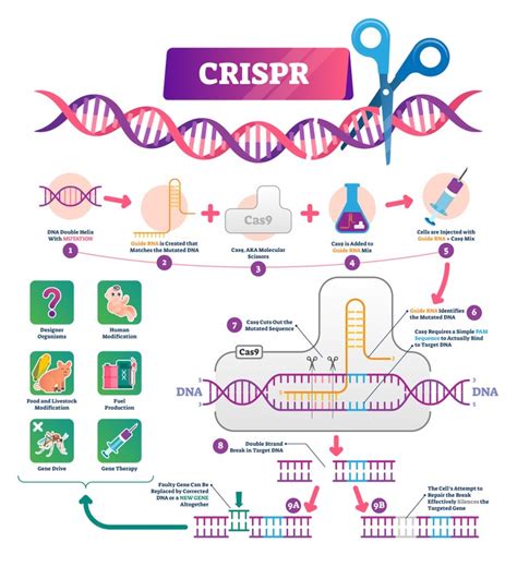 How Is Rna Used In Crispr And Mrna Vaccines Bbc Science Focus Magazine