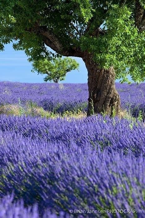 Pin By Theresa Leitch On Flowers Lavender Fields Beautiful Nature