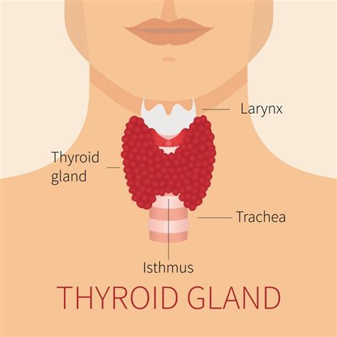 tuit nutrition let s talk about thyroid intro thyroid function and testing pt 1 3