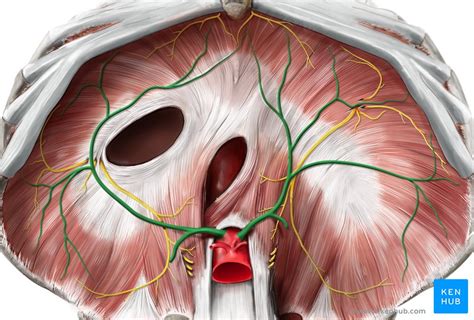 Inferior Phrenic Artery Anatomy And Function Kenhub