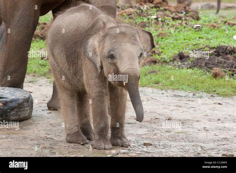 Borneo Pygmy Elephant Hi Res Stock Photography And Images Alamy