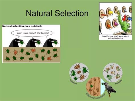 Ppt Natural Selection Powerpoint Presentation Free Download Id3661910
