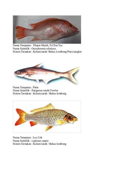 Gambar Jenis Ikan Nama Gambar Air Tawar Saintifik Di Rebanas Rebanas