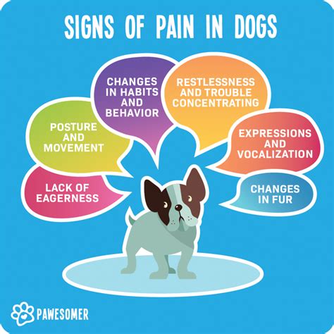 Pain In Dogs And How To Recognize It The Helsinki Pain Index For Dogs
