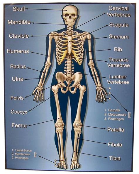 Major Bones In The Human Body Diagram Of Human Organs 3d And Skeleton
