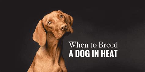 When To Breed A Female Dog In Heat