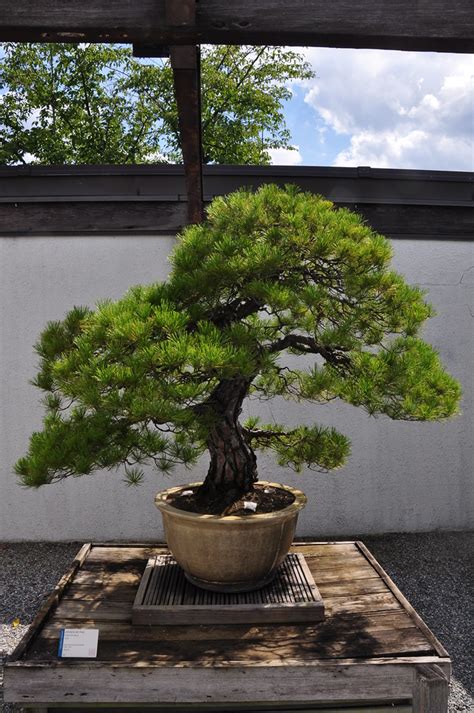 Japanese Red Pine Bonsai In Training Since Amaury Laporte Flickr