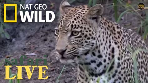 Safari Live Day 141 Nat Geo Wild Youtube