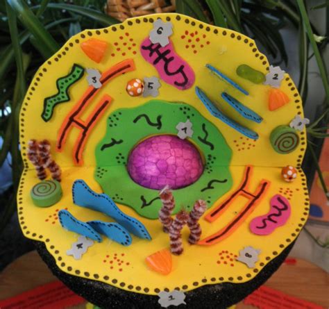 … encouraging moms at home: How to Create 3D Plant Cell and Animal Cell Models for ...