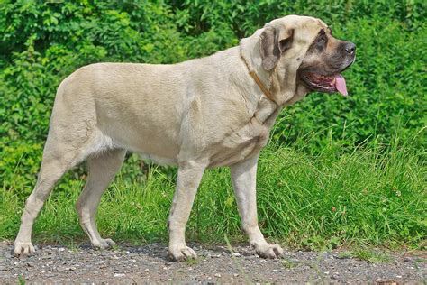 Meet The English Mastiff Mastiff