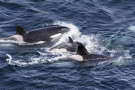 Uk Killer Whales May Go Extinct After Pollutants Left Them Infertile