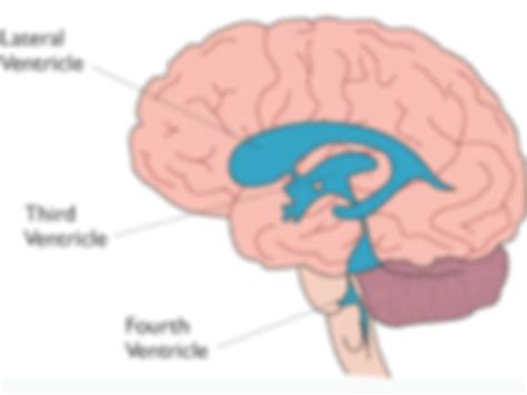Solution Ventricles Of The Brain Studypool