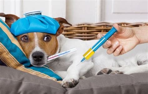 Cuidar La Salud De Tus Mascotas Para Que Esté Llena De Vitalidad Al