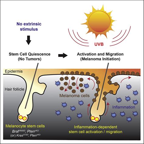 Melanocyte Stem Cell Activation And Translocation Initiate Cutaneous
