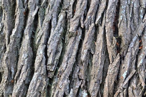 Close Up At Very Detailed Tree Bark Texture In High Resolution 8140974