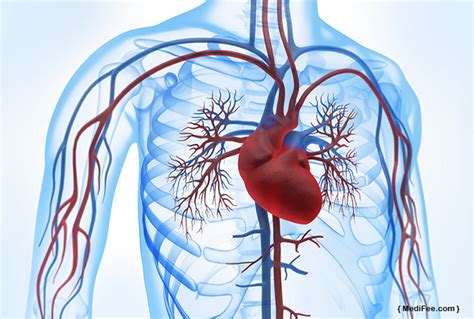 Heart Bypass Surgery Methods Recovery Time And Risks