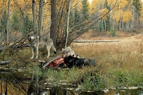 How Wolves Hunt Living With Wolves