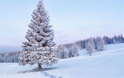 Nature Landscapes Hills Trees Winter Snow Seasons White Cold