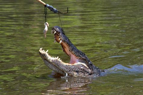 Photo 443 13 Feeding Alligator In Bayou Segnette New Orleans Louisiana