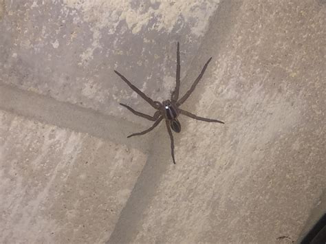 Rabidosa Rabida Rabid Wolf Spider In Laredo Texas United States