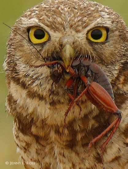 If you want to feed your crickets with this food, break two to three pieces of it into smaller pieces. Burrowing Owl eats Camel Cricket - What's That Bug?