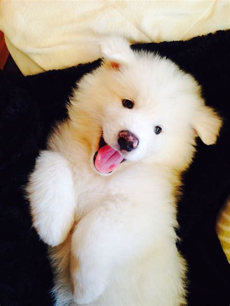 Samoyed Puppy Cutest Thing Alive Dogs Dogs Samoyed Dogs Cute