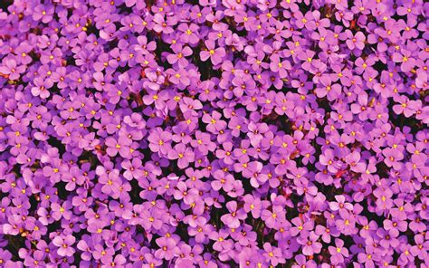 Aubrieta Flowers Wallpaper 4k Beautiful Violet Blossom