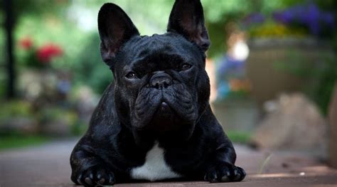 Ibd in bulldogs can affect both their stomach and. Best Dog Foods For French Bulldogs: Puppies, Adults & Seniors