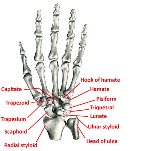 Bones Of The Wrist And Hand Anatomical Portfolio