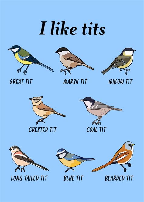 Funny Tit Bird Watching Poster By Philip Anders Displate