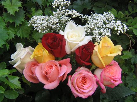 Roses Bouquets Wallpapers