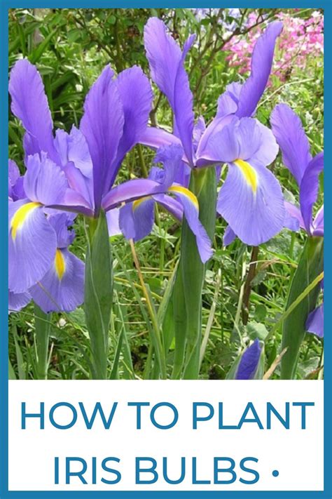 How To Plant Iris Bulbs Sow Small Garden Iris Flowers Garden