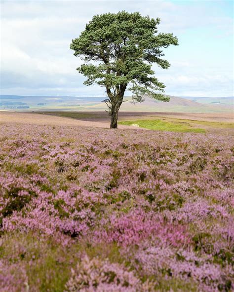 Heather Blooming On The Moors In Berwickshire Scotland Cool Places To