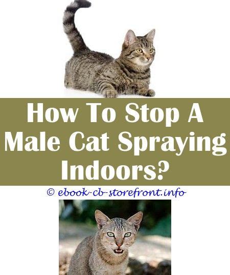 We went away for 3 days and had my aunt come over to feed him and his female litter mate. 17+ Marvelous How To Stop Female Cat Spraying Indoors
