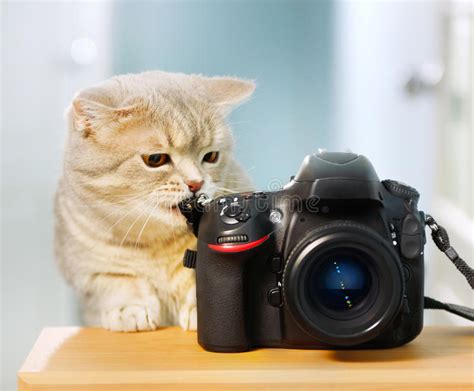 Cat With Camera Stock Photo Image Of Play Concept Cute 86095572