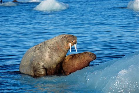 15 Toothy Facts About The Atlantic Walrus