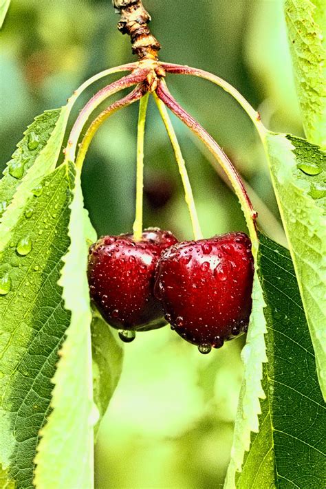 Closeup Photo Of Two Cherry Fruits Photo Free Plant Image On Unsplash