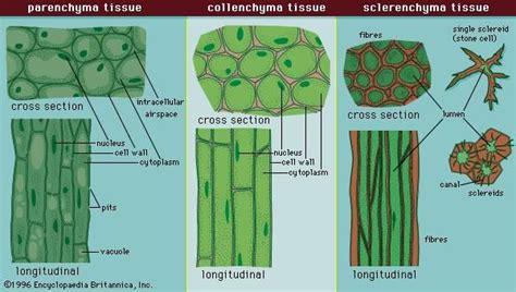 Types Of Plant Tissue Kylee Has Gibbs