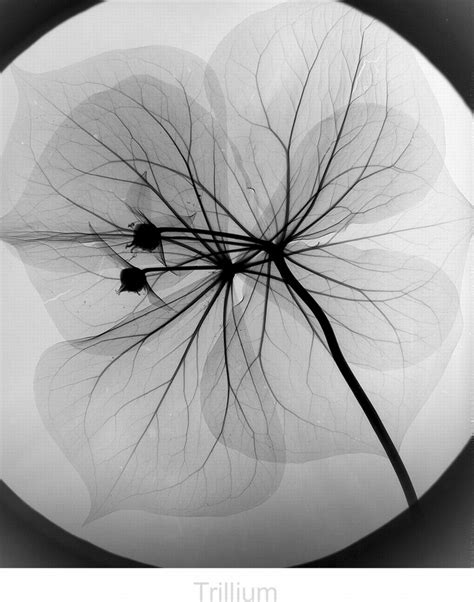 Floral Radiography Using X Rays To Create Fine Art Xray Art Art