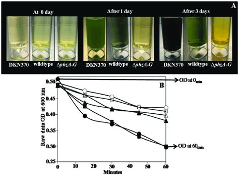 Pyocyanin Production In P Aeruginosa Pa14 Strains And Effect Of Dnase