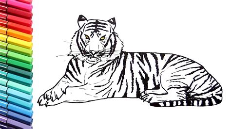 Drawing And Coloring A Tiger How To Draw Wild Animals Color Pages For