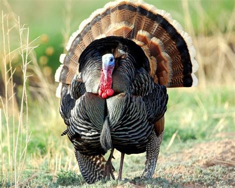 Rio Grande Turkey — Bar H Bar Hunting