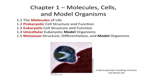 Chapter 1 Molecules Cells And Model Organisms · Chapter 1 Molecules