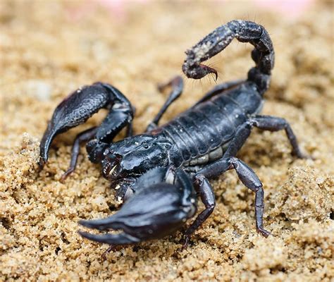 New song sign of hope out now. Concise Emperor Scorpion Care Sheet - Cute Home Pets